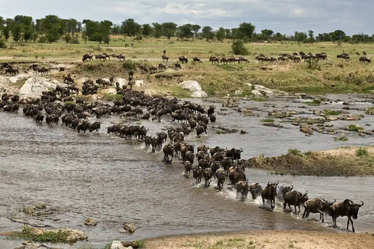Des troupeaux qui traversent une petite étendue d'eau