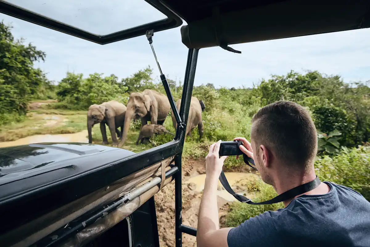 Un homme dans une voiture qui prend des éléphants en photo